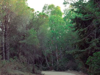 Ormandaki ağaçların arasında boş bir yol