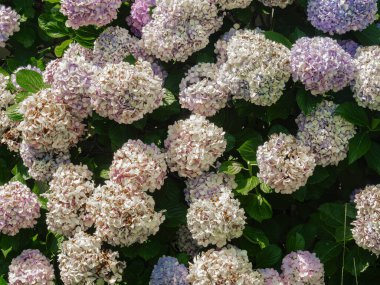 Hortensiya çiçekli bitkiler Hydrangea makrophylla, Hydrangeaceae familyasından bir bitki türü.