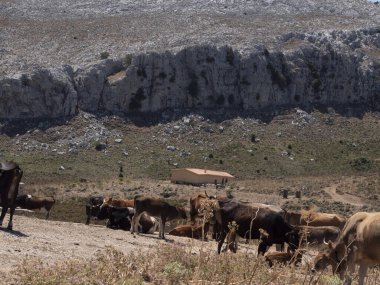 İnekler ve boğalar dağlarda otlar.