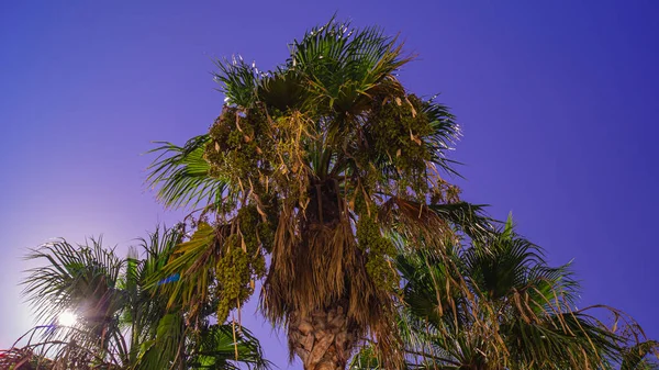 Palm tops against a blue-purple image and sunshine — Stock Photo, Image