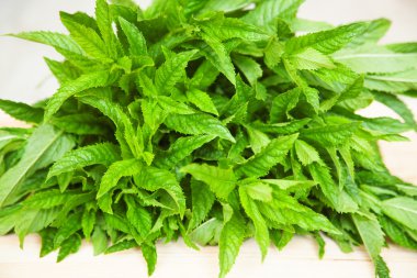Taze yeşil nane