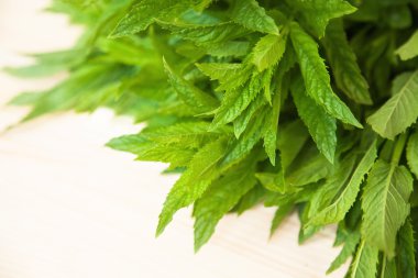 Taze yeşil nane