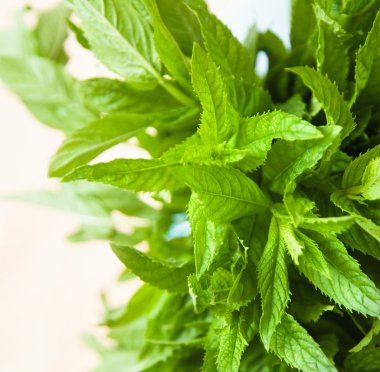 Taze yeşil nane