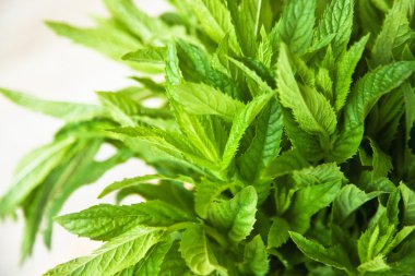Taze yeşil nane