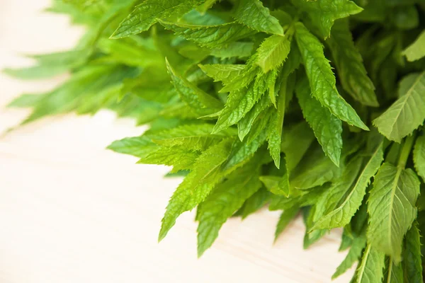 Taze yeşil nane