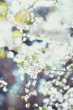 İlkbaharda açan ağaçlar