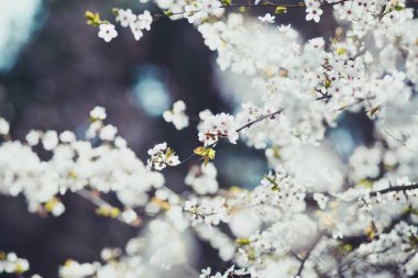 İlkbaharda çiçek açan ağaçların yakın plan bulanık resmi