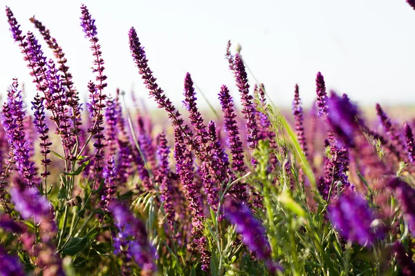 Sommaräng — Stockfoto