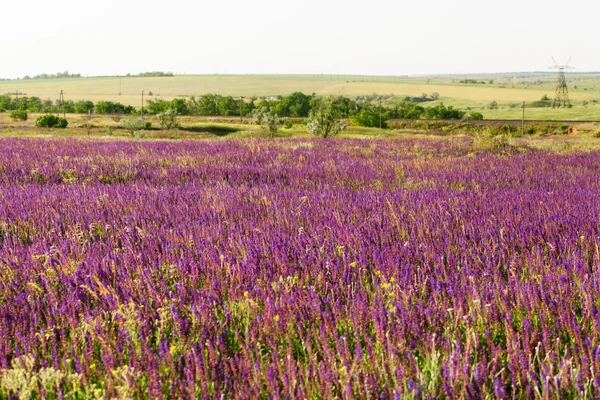 Summer meadow — Stock Photo, Image