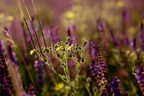 Sommaräng — Stockfoto