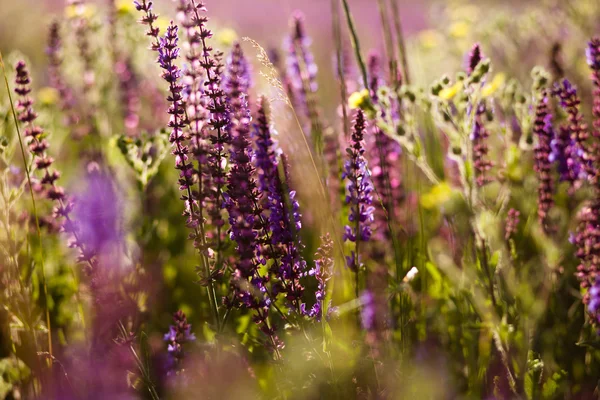 Zomer weide — Stockfoto