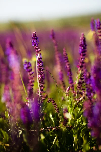 Sommaräng — Stockfoto