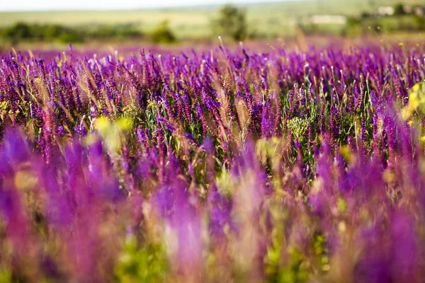 Summer meadow — Stock Photo, Image