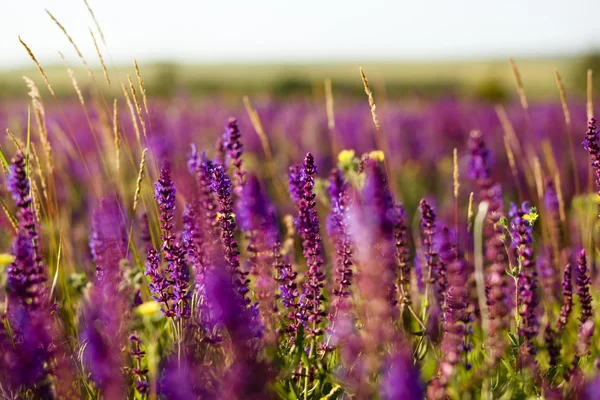 Pré d'été — Photo