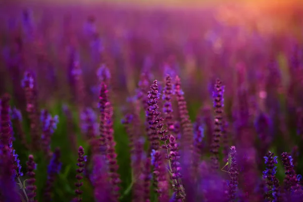 Summer meadow — Stock Photo, Image