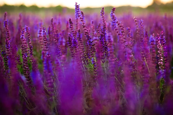 Sommaräng — Stockfoto