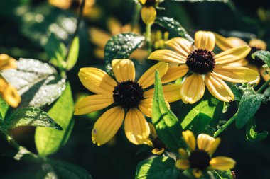 Güzel siyah gözlü Susanlar bir bahçede çiçek ve bokeh arkaplan dokusunda. Makro fotoğrafçılık görünümü. 