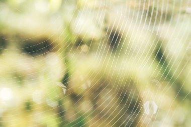 Örümcek ağı ya da örümceğin ağı doğal bir arkaplana karşı, çiy bir örümceğin üzerine düşer. .