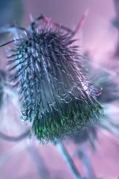 Gyönyörű Absztrakt Virág Bojtorján Egy Színes Háttér Minimalizmus Retro Stílus — Stock Fotó
