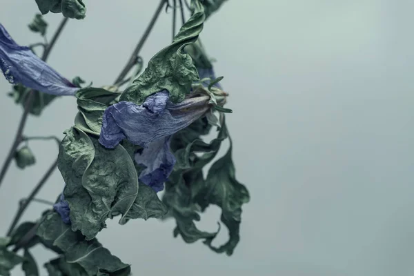 Близько Зів Ялі Блакитні Квіти Красива Рослина Мінімальна Неоновому Світлі — стокове фото