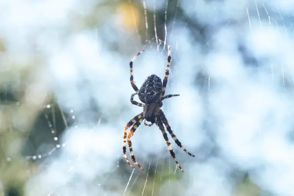 Teia Aranha Teia Aranha Contra Fundo Natural Orvalho Cai Sobre — Fotografia de Stock