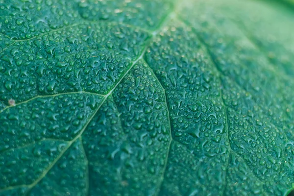 Primer Plano Detalle Una Planta Hoja Jardín Hermoso Patrón Fondo —  Fotos de Stock