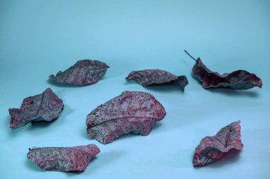 Mavi ışıkta solgun, güzel yapraklar. Minimalizm sonbahar tarzı konsept. Tasarım için arkaplan deseni.