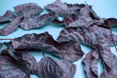 Mavi ışıkta solgun, güzel yapraklar. Minimalizm sonbahar tarzı konsept. Tasarım için arkaplan deseni.