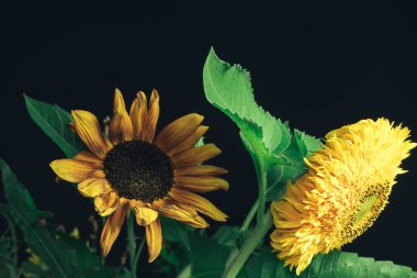 Ayçiçeği bitkisini kapayın. Güzel bitki minimumu. Minimalizm retro tarzı konsept. Tasarım için arkaplan deseni. 