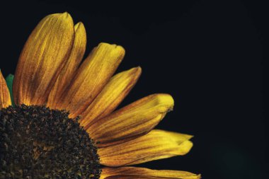 Ayçiçeği bitkisini kapayın. Güzel bitki minimumu. Minimalizm retro tarzı konsept. Tasarım için arkaplan deseni. 