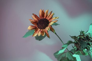 Soyut ayçiçeği bitki rengi ışığı. Neon ışıkta çok güzel bir bitki. Minimalizm retro tarzı konsept. Tasarım için arkaplan deseni. 