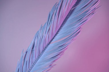 Neon ışığında güzel bir palmiye yaprağı. Minimalizm retro tarzı konsept. Tasarım için arkaplan dokusu. 