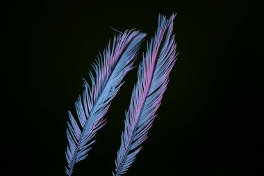 Güzel soluk palmiye yaprakları siyah bir ışıkta parlıyor. Minimalizm retro tarzı konsept. Tasarım için arkaplan dokusu. 