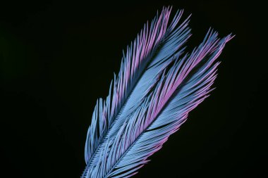 Güzel soluk palmiye yaprakları siyah bir ışıkta parlıyor. Minimalizm retro tarzı konsept. Tasarım için arkaplan dokusu. 