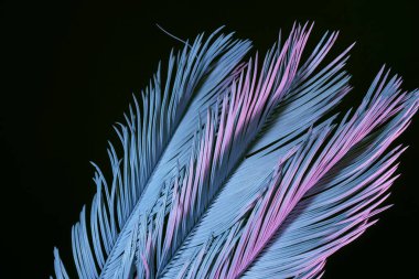 Güzel solmuş palmiye yaprağını neon ışıkta kapayın. Minimalizm retro tarzı konsept. Tasarım için arkaplan dokusu. 