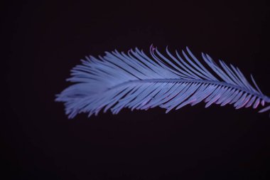 Güzel soluk palmiye yaprağı siyah bir ışıkta. Minimalizm retro tarzı konsept. Tasarım için arkaplan deseni. 