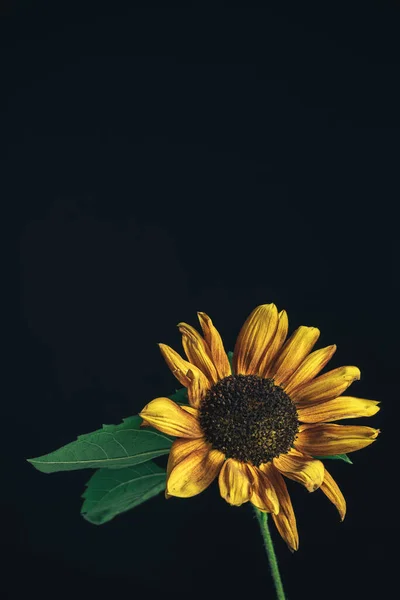 Sunflower Plant Black Beautiful Plant Minimal Minimalism Retro Style Concept — Stock Photo, Image