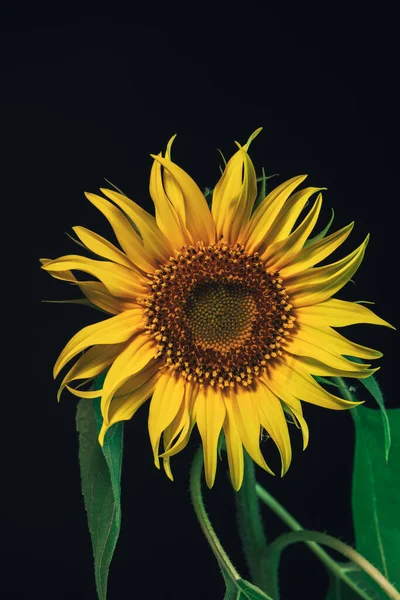 Slunečnicová Kytka Černém Nádherná Rostlina Minimální Vzor Pozadí Pro Návrh — Stock fotografie