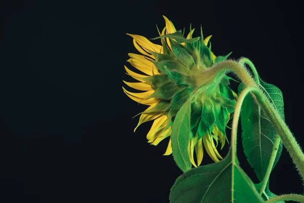 Slunečnicová Kytka Černém Pohled Zezadu Nádherná Rostlina Minimální Koncept Minimalismu — Stock fotografie