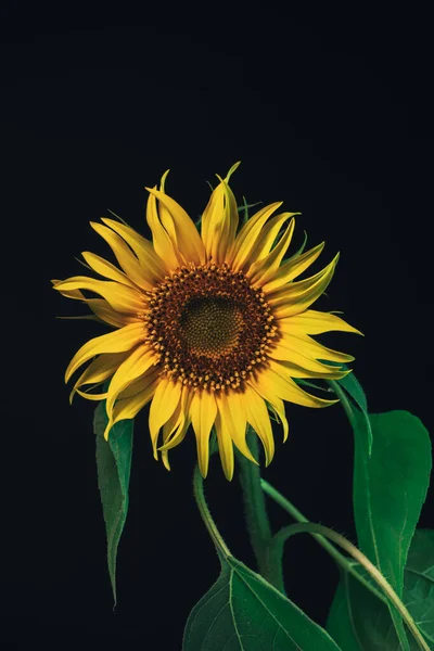 Соняшникова Рослина Чорному Красива Рослина Мінімальна Шаблон Тла Дизайну — стокове фото