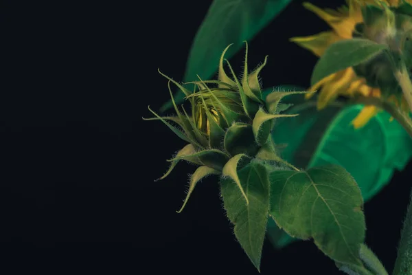 黒のひまわりの植物 後ろから見るんだ 美しい植物最小限 ミニマリズムレトロなスタイルのコンセプト デザインの背景パターン — ストック写真