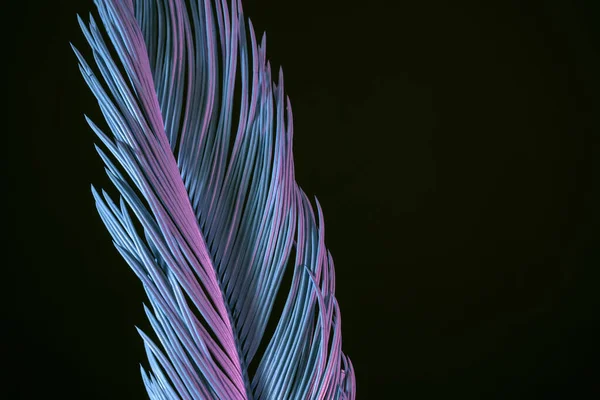 Vackra Bleka Palmblad Neonljus Svart Minimalism Retro Stil Koncept Bakgrundsmönster — Stockfoto