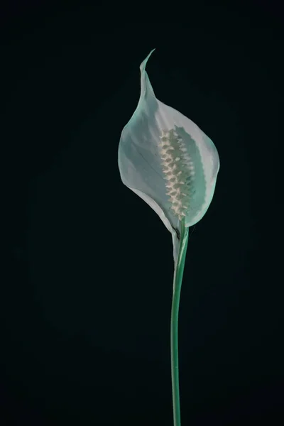 White Spathiphyllum pearl flower isolated on a black background pattern for design