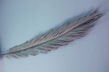 Neon ışığında güzel bir palmiye yaprağı. Minimalizm retro tarzı konsept. Tasarım için arkaplan dokusu. 