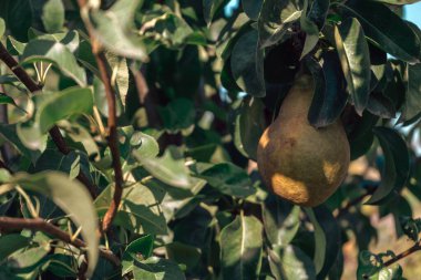 Ağaçta yetişen taze armutlar. Kapat..