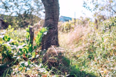 Doğal bir arkaplana karşı örümcek ağı ya da örümcek ağı.