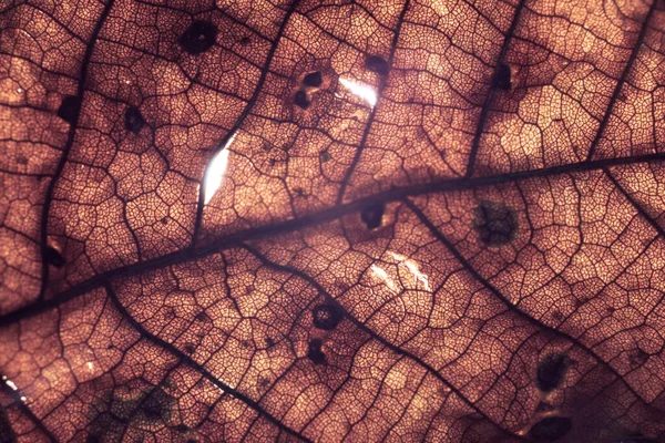 Primer Plano Detalle Una Planta Hoja Vieja Hermoso Patrón Fondo — Foto de Stock