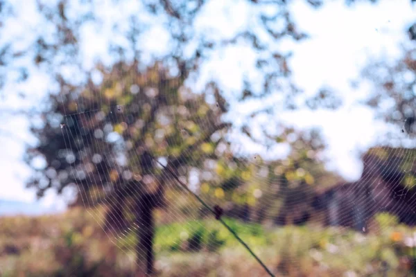 Telaraña Telaraña Contra Fondo Natural — Foto de Stock