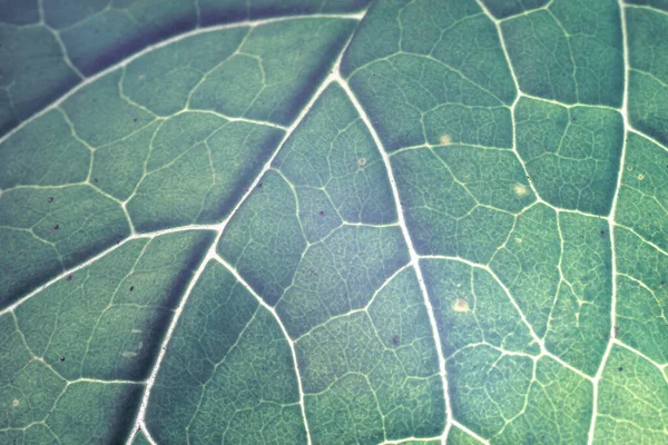 Cerrar Hermosa Hoja Sobre Patrón Negro Textura Fondo Para Diseño —  Fotos de Stock