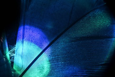Kuş tüyü çok renkli ışığı kapat. Tasarım için güzel bir arka plan dokusu. Makro fotoğrafçılık görünümü.